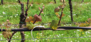 HEM System® wine frost control – smanjite posledice mraza u vinogradarstvu i voćarstvu